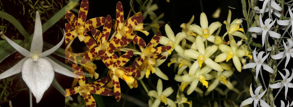 Epiphytic Orchids