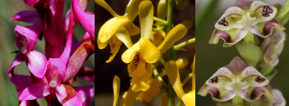 Wetland Orchids