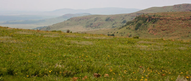 Gauteng Grassland Smaller