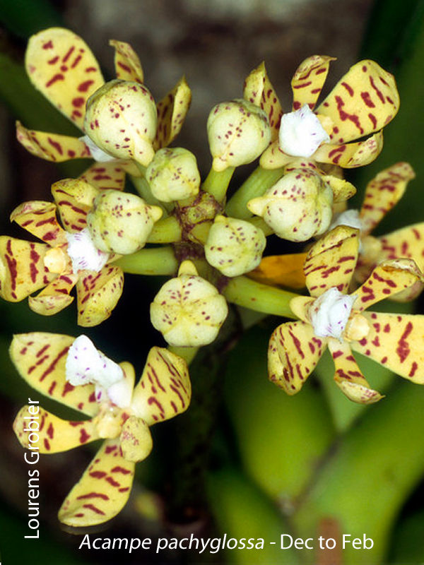 Acampe pachyglossa by Lourens Grobler