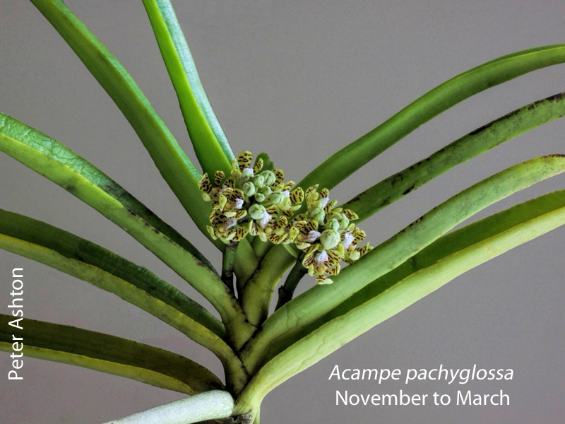 Acampe pachyglossa by Peter Ashton