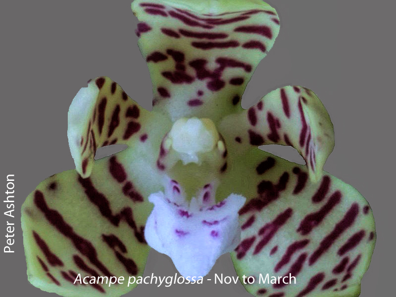 Acampe pachyglossa by Peter Ashton