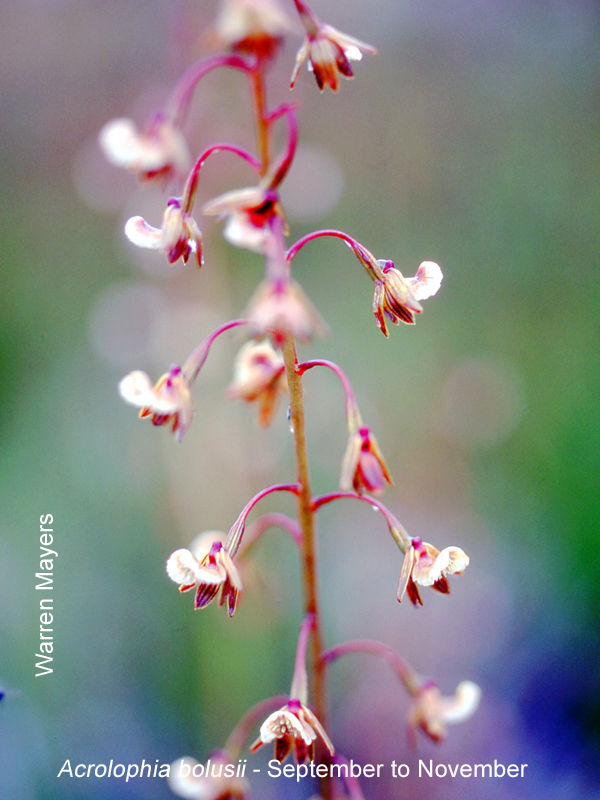 Acrolophia bolusii by Warren Mayers