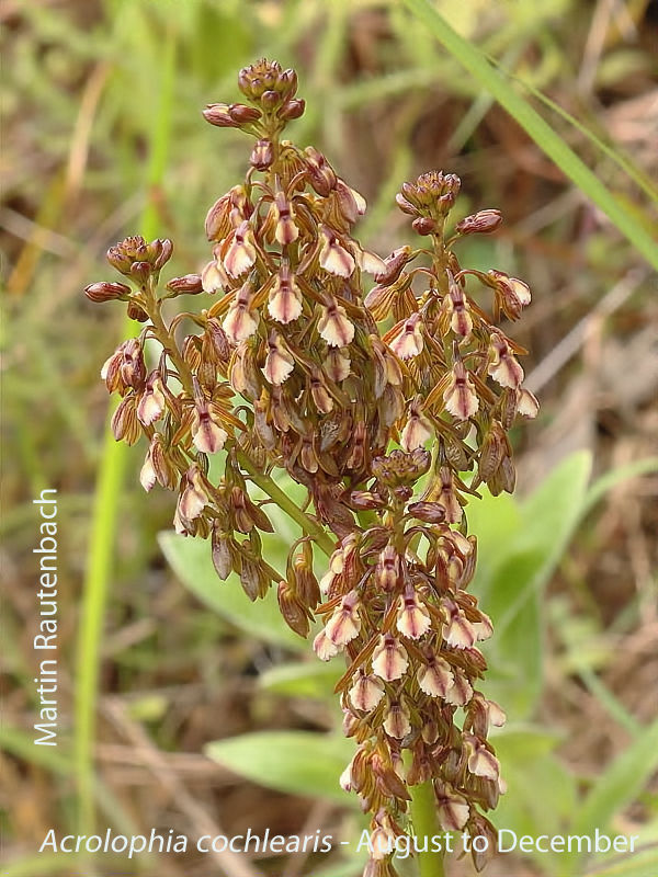 Acrolophia cochlearis by Martin Rautenbach