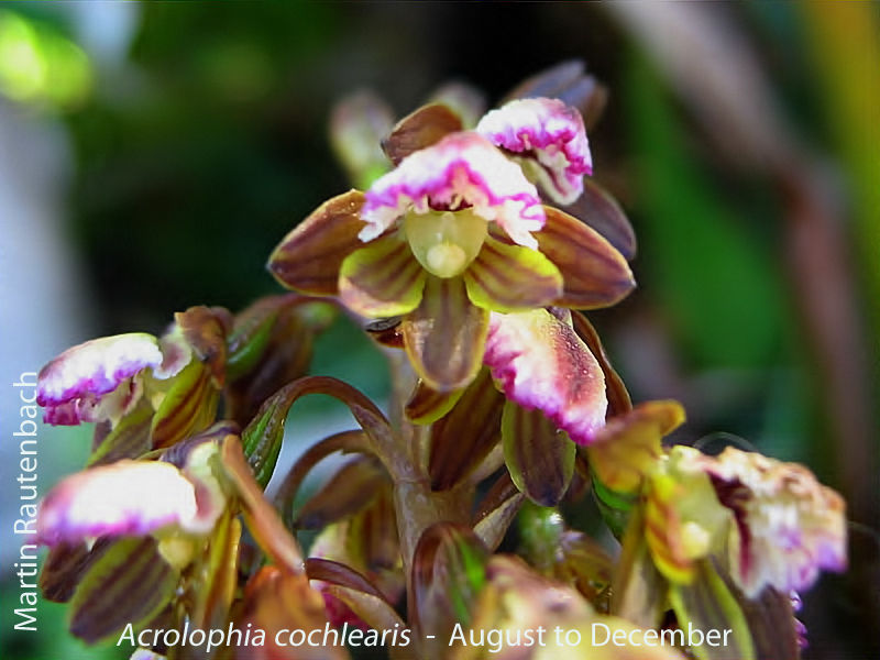 Acrolophia cochlearis by Martin Rautenbach