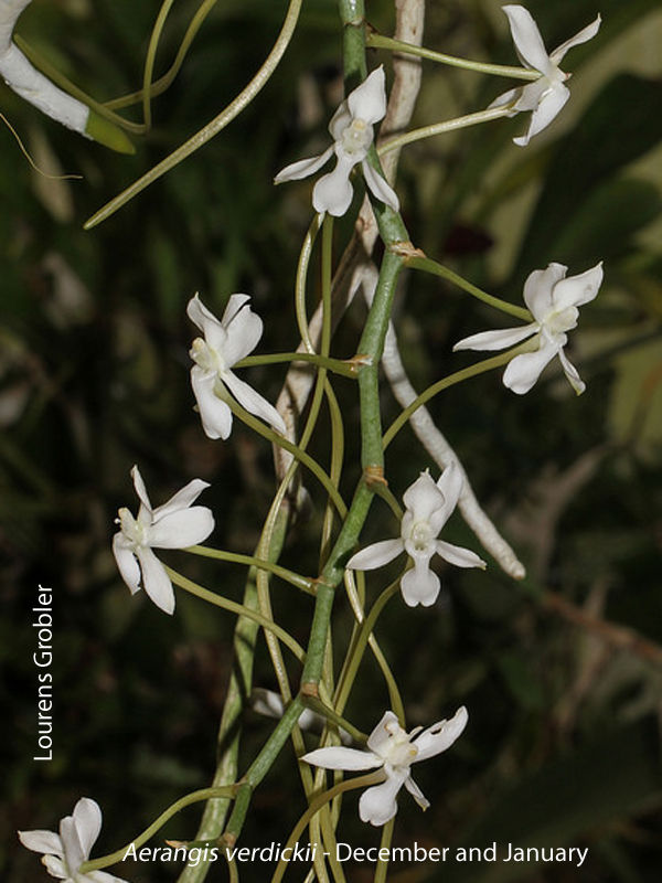 Aeranges verdickii by Lourens Grobler