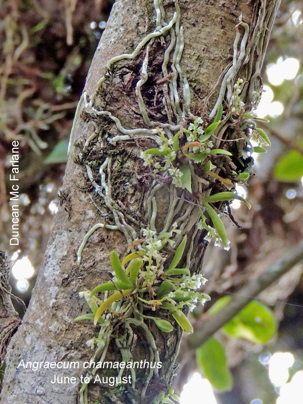 Angraecum chamaeanthus by Duncan McFarlane