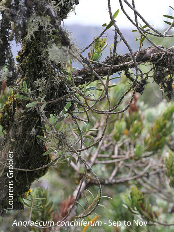 Angraecum conchiferum by Lourens Grobler 