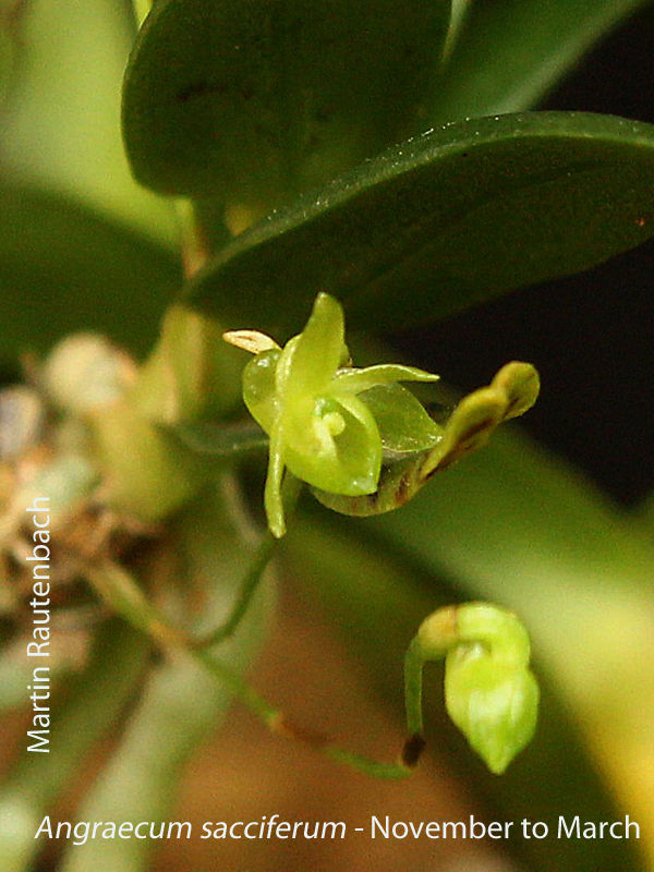 Angraecum sacciferum by Martin Rautenbach