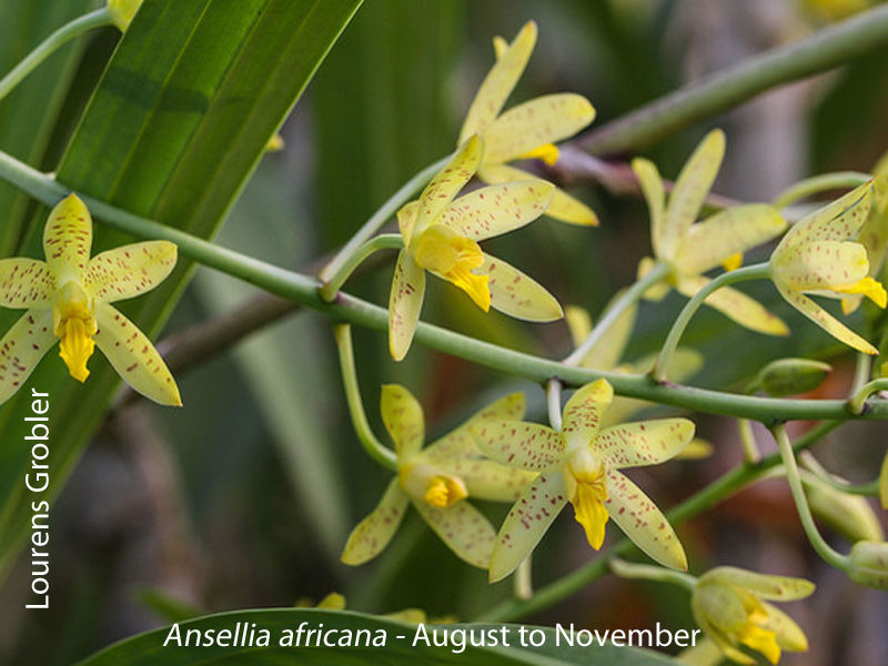 Ansellia africana by Lourens Grobler