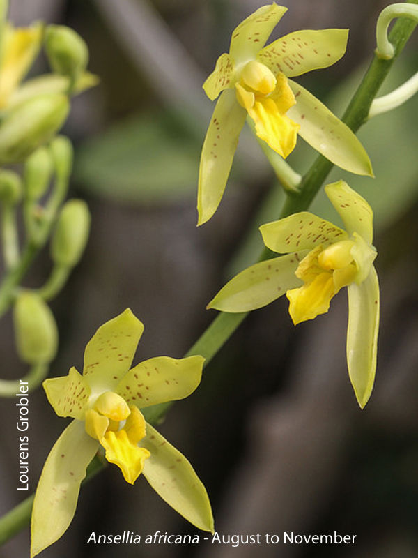 Ansellia africana by Lourens Grobler