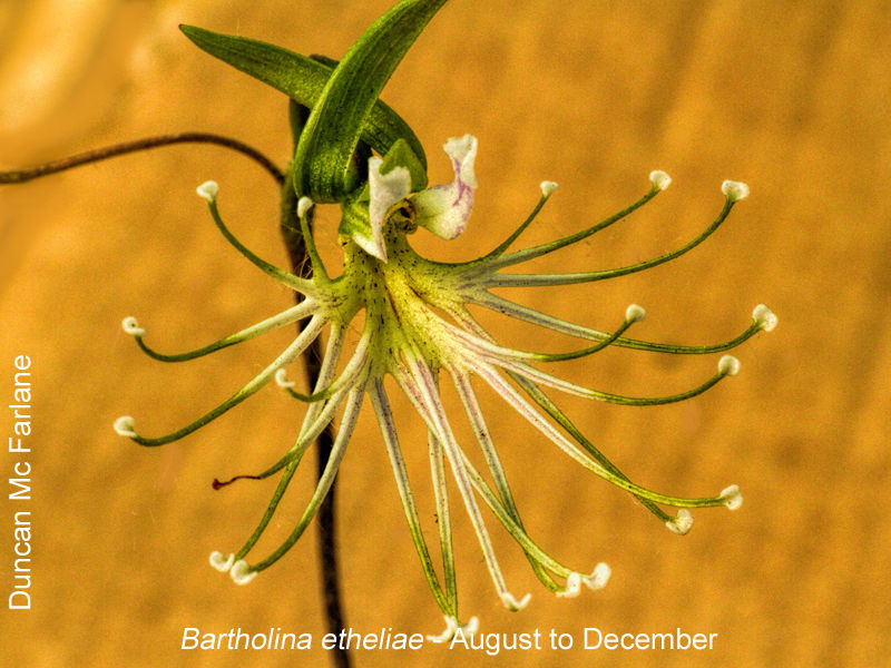 Bartholina etheliae by Duncan McFarlane