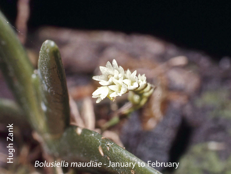 Bolusiella maudiae by Hugh Zank