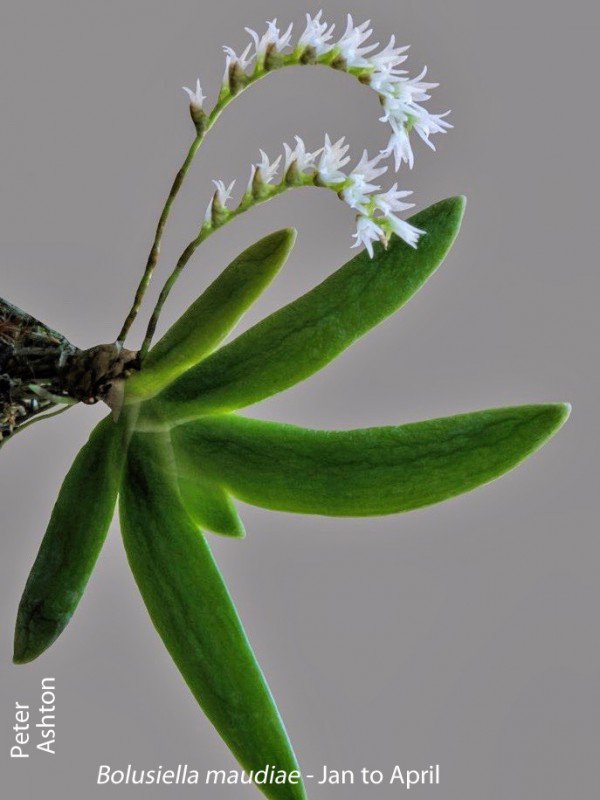 Bolusiella maudiae by Peter Ashton