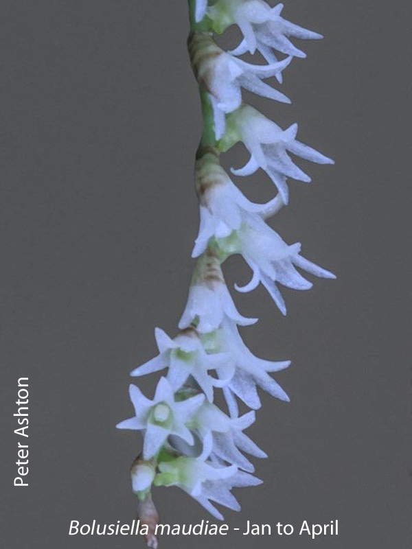 Bolusiella maudiae by Peter Ashton