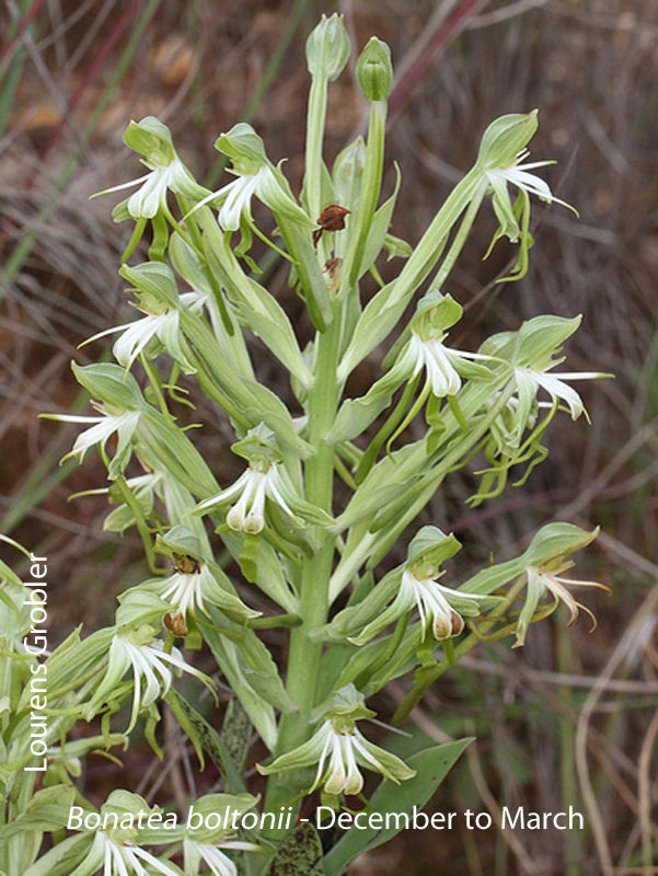 Bonatea boltonii by Lourens Grobler