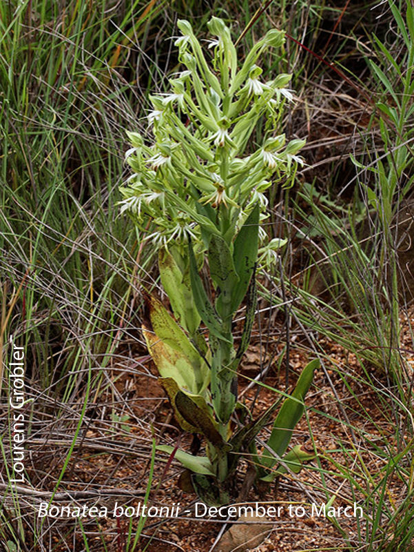 Bonatea boltonii by Lourens Grobler