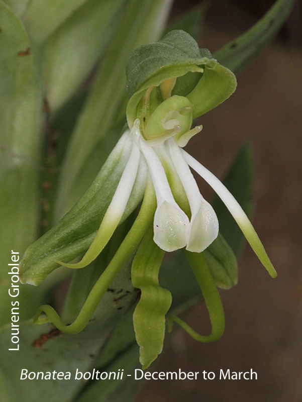 Bonatea boltonii by Lourens Grobler