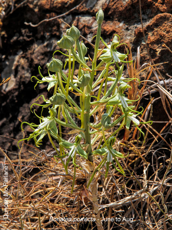 Bonatea porrecta by Duncan McFarlane