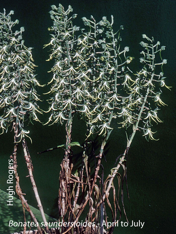 Bonatea saundersioides by Hugh Rogers