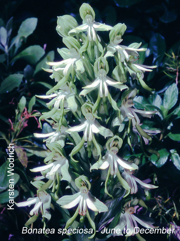 Bonatea speciosa by Karsten Wodrich