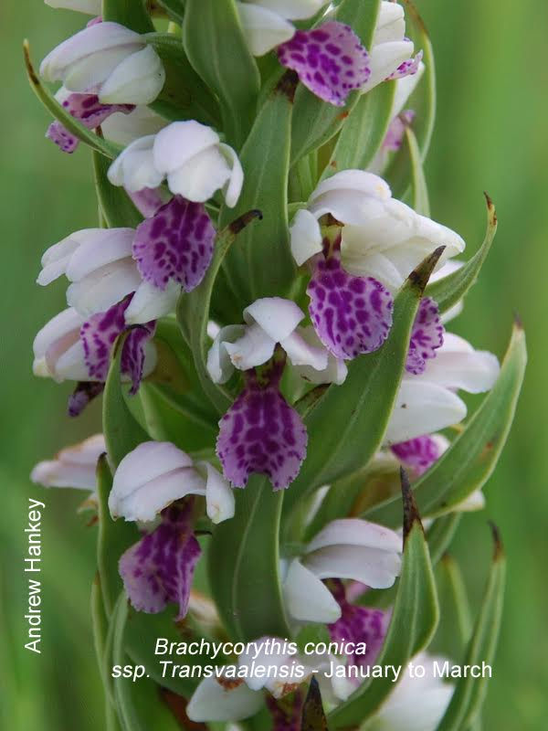 Brachycorythis conica ssp. Transvaalensis by Andrew Hankey
