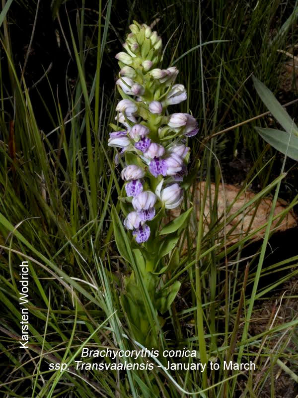Brachycorythis conica ssp. Transvaalensis by Karsten Woodrich
