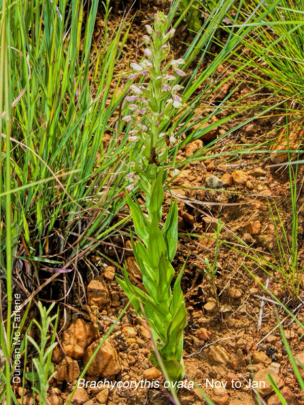 Brachycorythis ovata by Duncan McFarlane