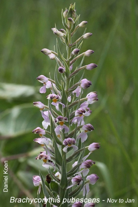 Brachycorythis pubescens by Daniel Koen