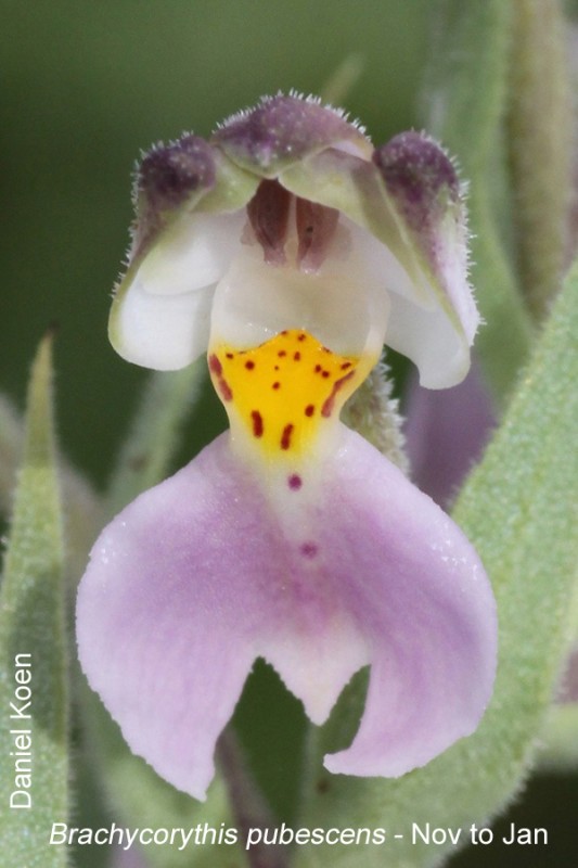 Brachycorythis pubescens by Daniel Koen