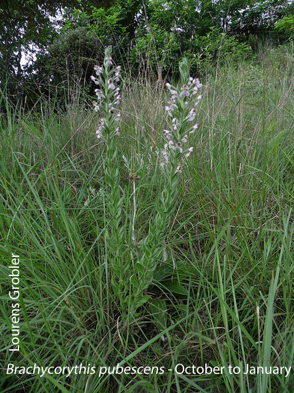 Bracycorythis pubescens by Lourens Grobler
