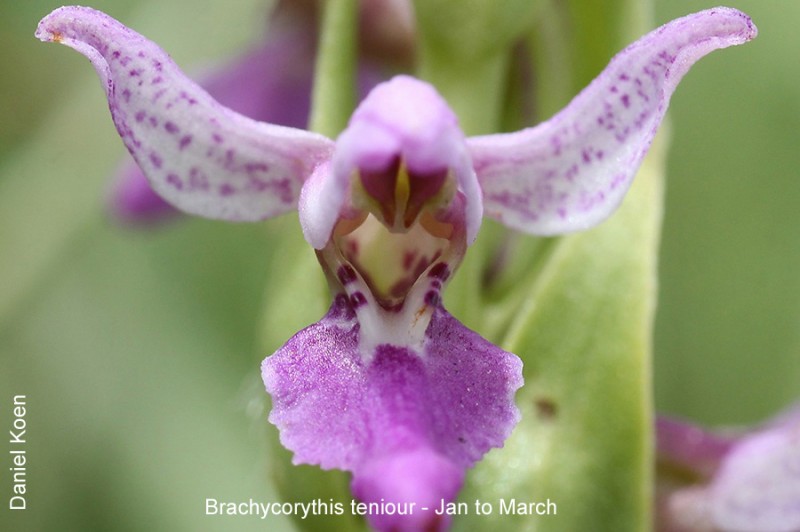 Brachycorythis teniour by Daniel Koen