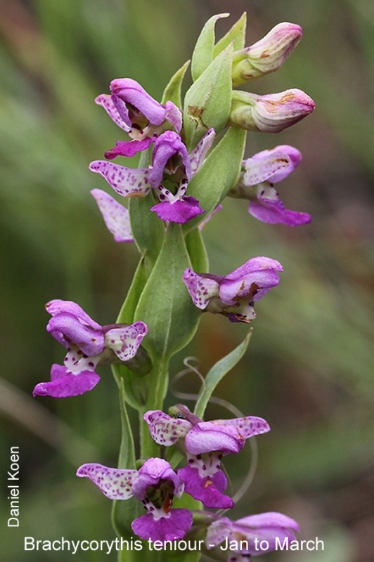 Brachycorythis teniour by Daniel Koen