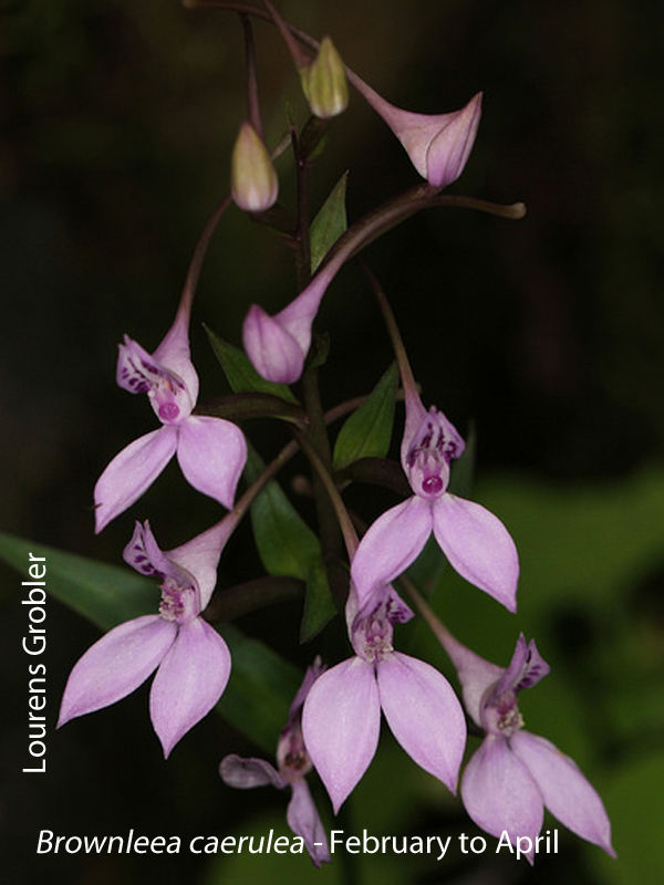 Brownleea caerulea by Lourens Grobler 