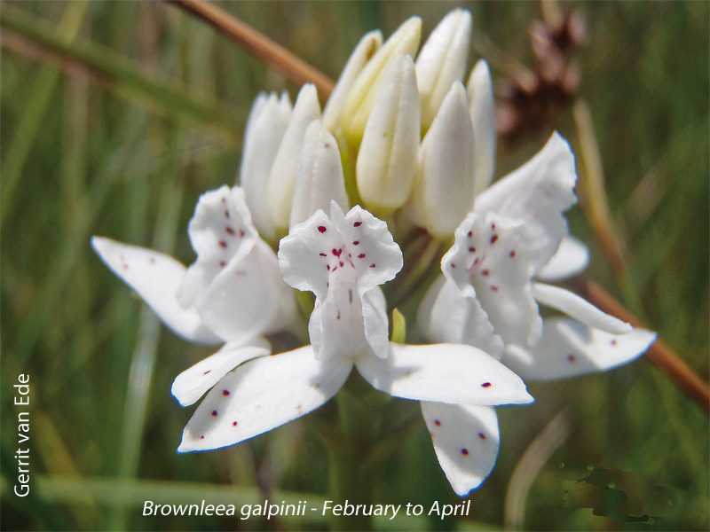 Brownleea galpinii by Gerrit van Ede