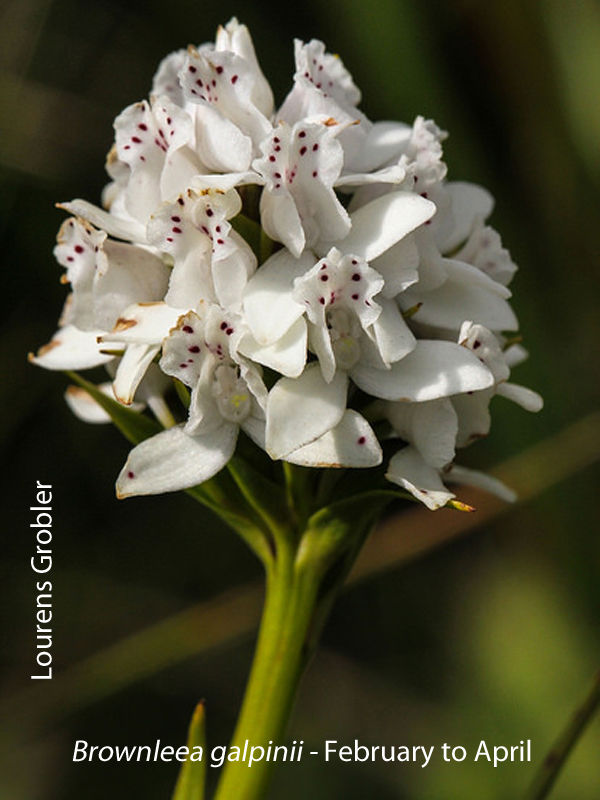 Brownleea galpinii by Lourens Grobler