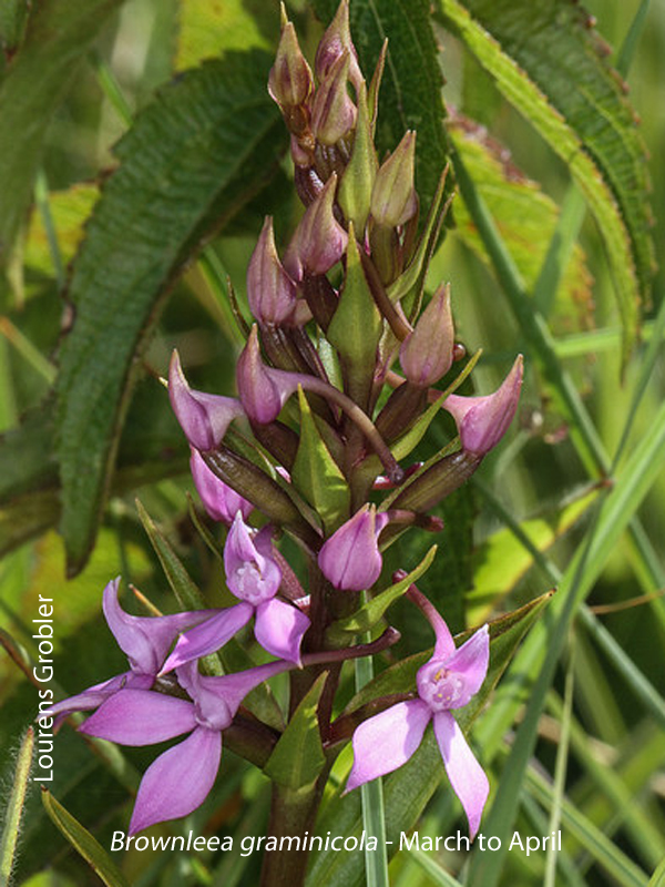 Brownleea graminicola by Lourens Grobler