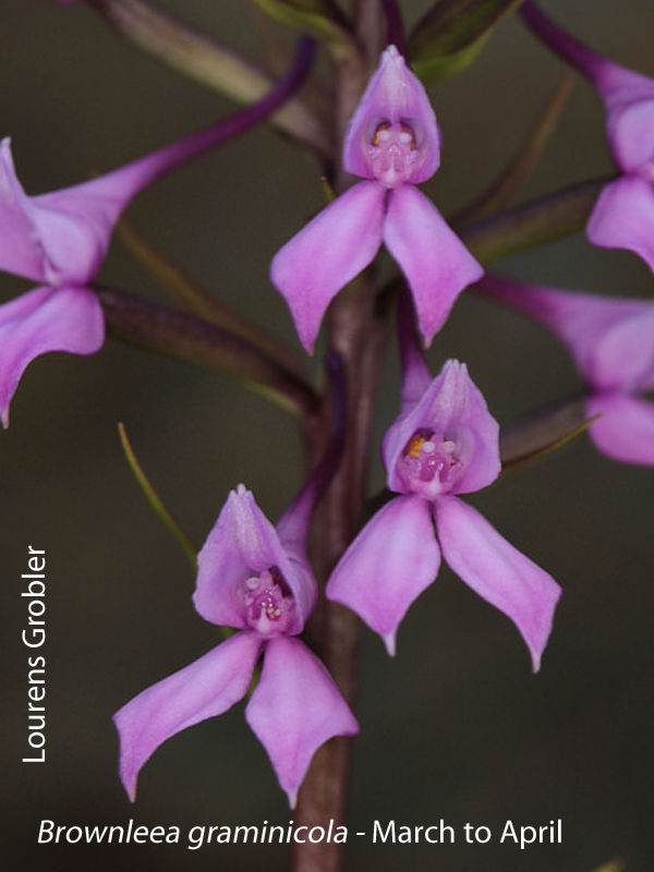 Brownleea graminicola by Lourens Grobler
