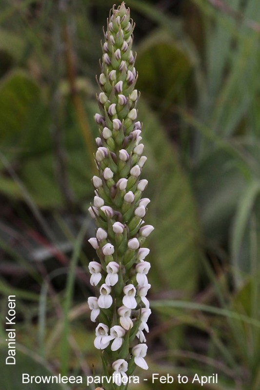 Brownleea parviflora by Daniel Koen