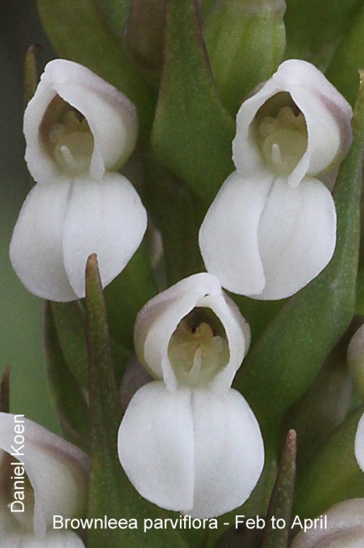 Brownleea parviflora by Daniel Koen