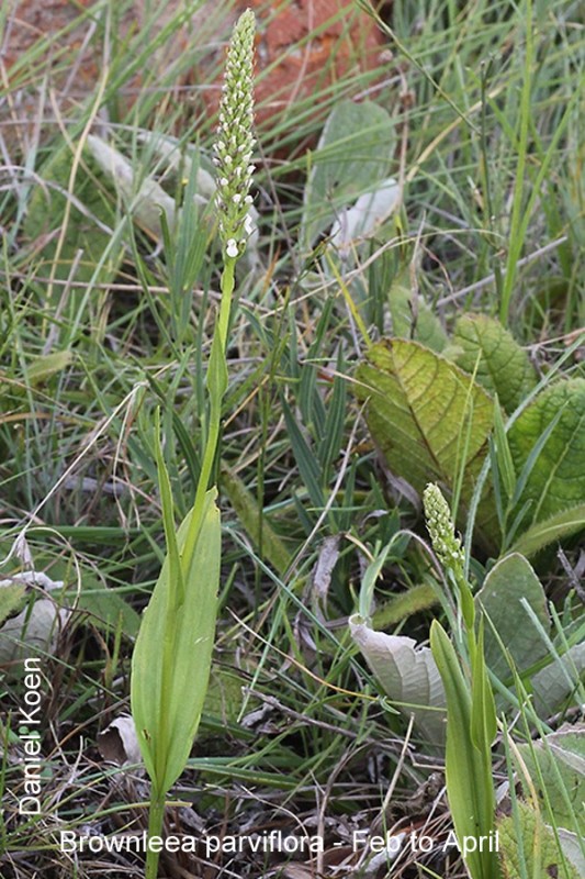 Brownleea parviflora by Daniel Koen