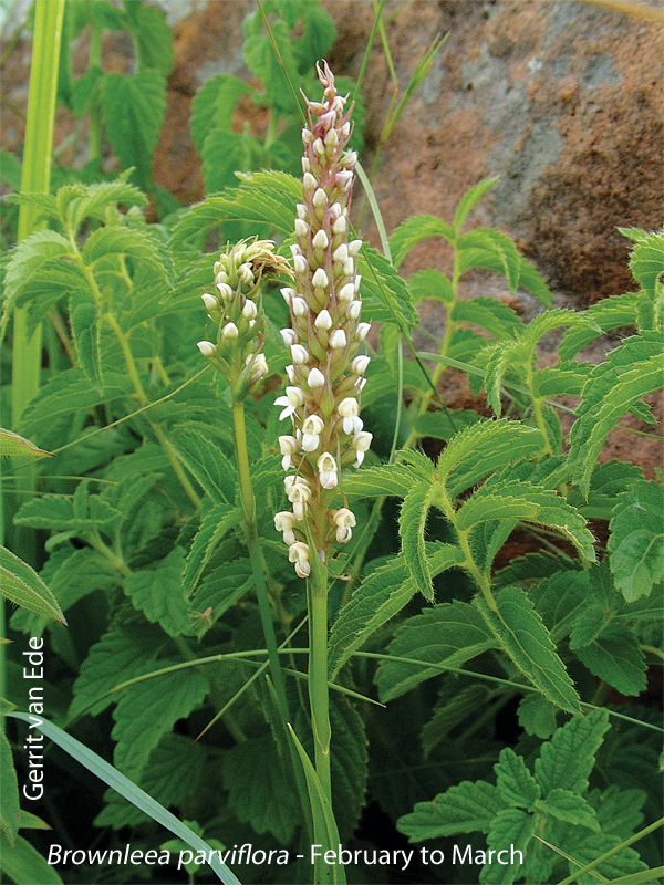 Brownleea parviflora by Gerrit van Ede