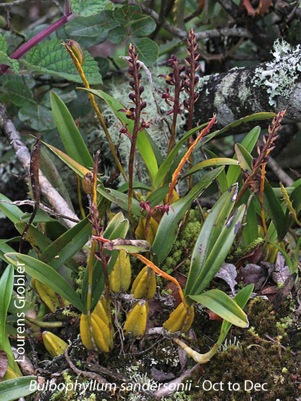 Bulbophyllum sandersonii by Lourens Grobler