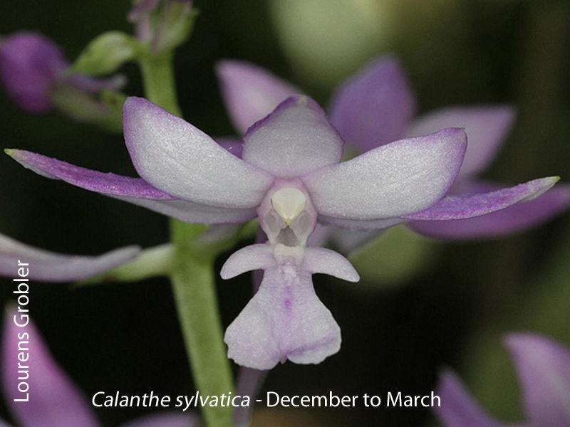 Calanthe sylvatica by Lourens Grobler