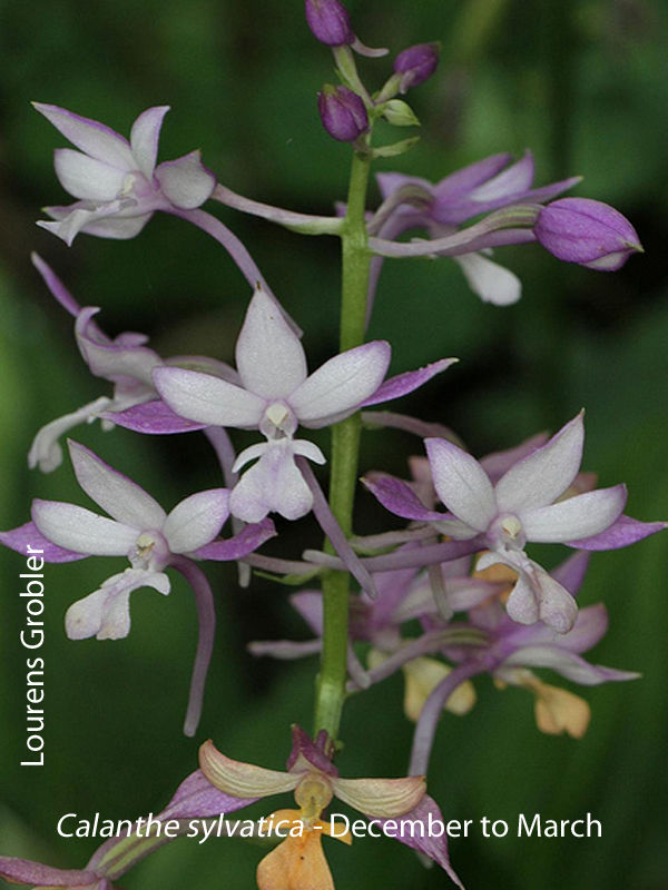 Calanthe sylvatica by Lourens Grobler