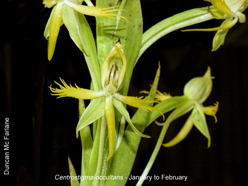 Centrostigma occultans by Duncan McFarlane