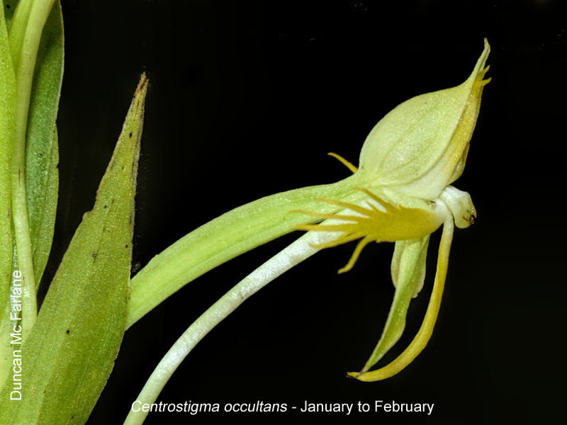 Centrostigma occultans by Duncan McFarlane