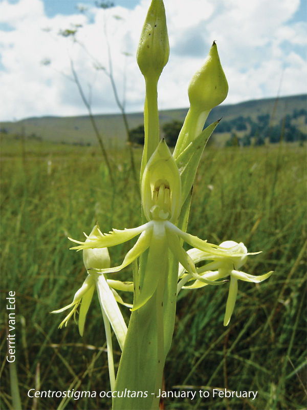 Centrostigma occultans by Gerrit van Ede