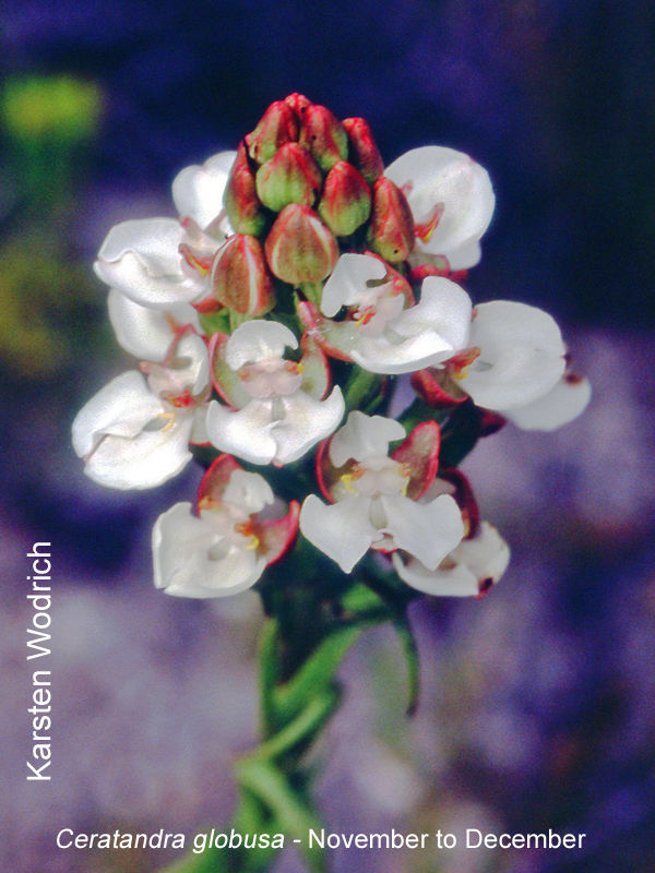 Ceratandra globusa by Karsten Wodrich