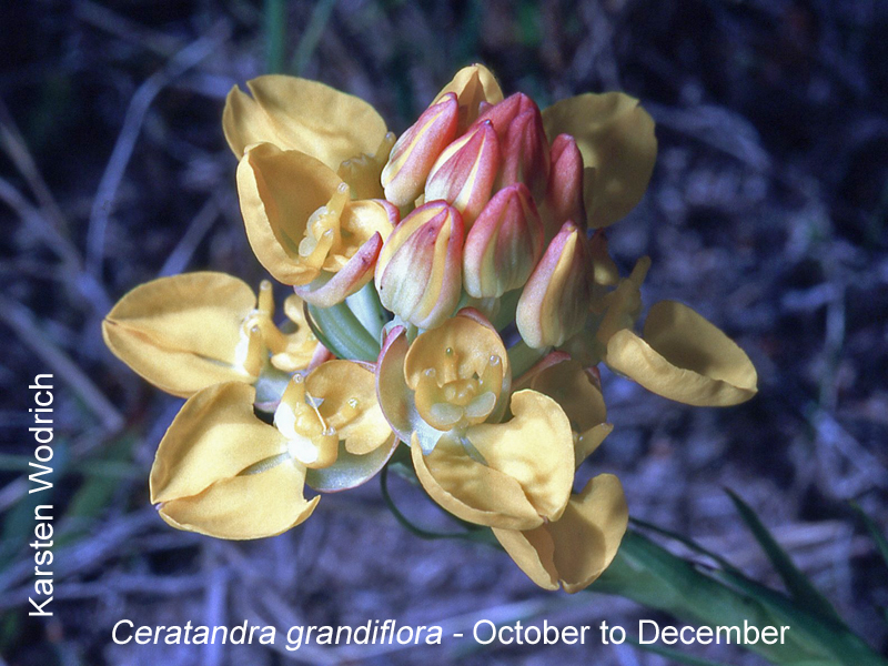 Ceratandra grandiflora by Karsten Wodrich